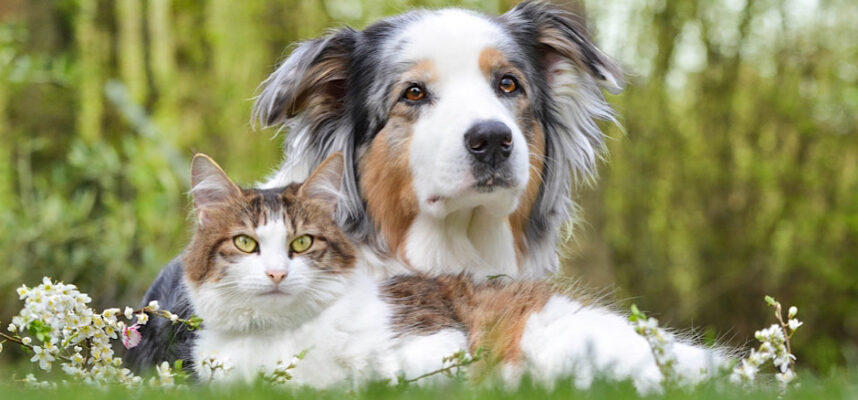 PetSitting4u Hund und Katze